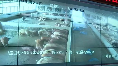 投資3.2億元！肇慶重點項目迎來新進展，網站建設加速推進